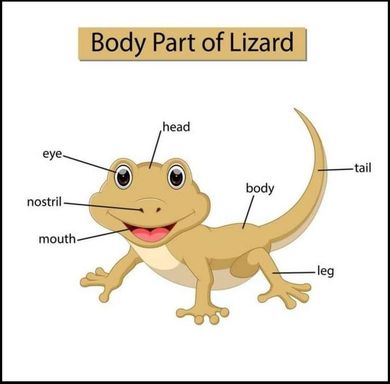 Lizard