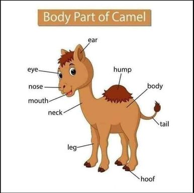 Camel