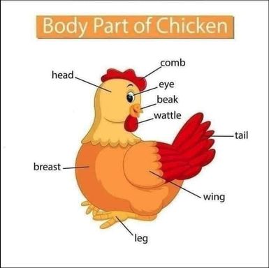 Chicken