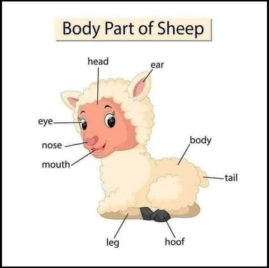 Sheep