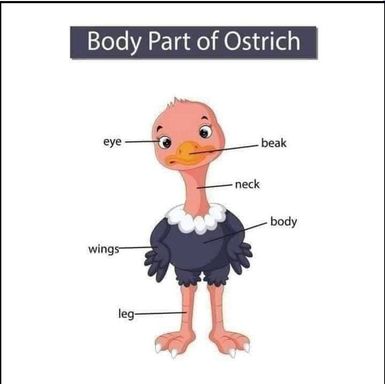 Ostrich