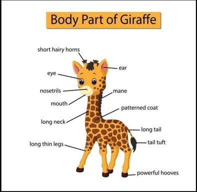 Jiraffe