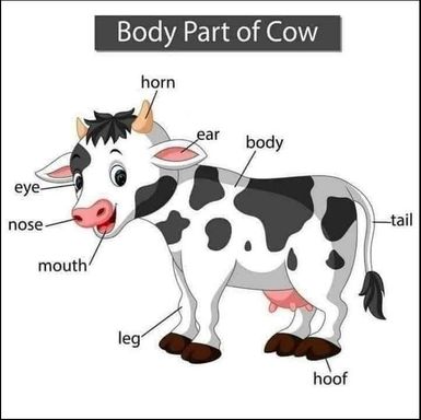 Cow