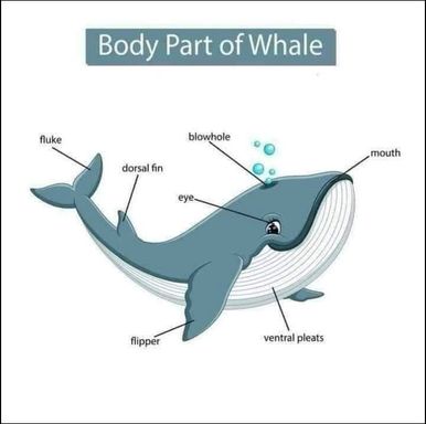Whale
