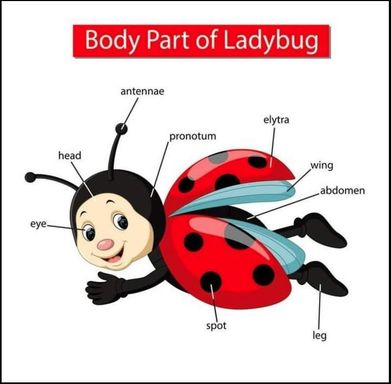 Ladybug