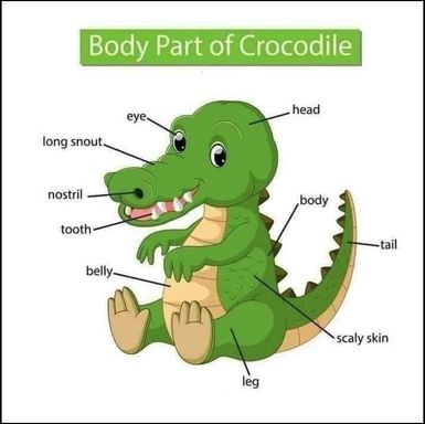 Crocodile