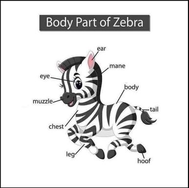 Zebra