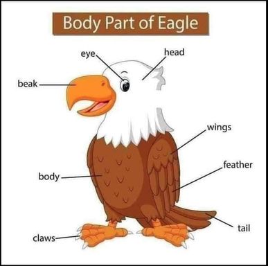 Eagle