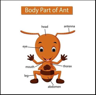 Ant