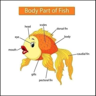 Fish