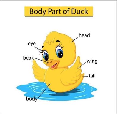 Duck