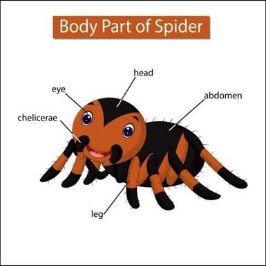 Spider