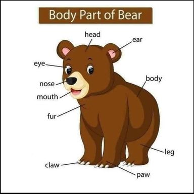 Bear